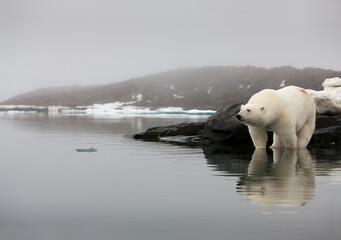 Wall Mural - Polar Bear, Svalbard, Norway