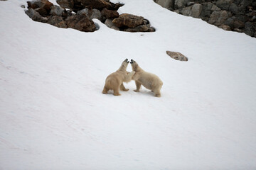 Wall Mural - Polar Bears Playing,  Svalbard, Norway