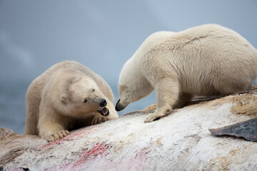 Wall Mural - Polar Bears Fighting, Svalbard, Norway