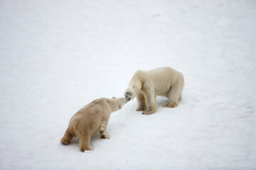 Wall Mural - Polar Bears Playing,  Svalbard, Norway