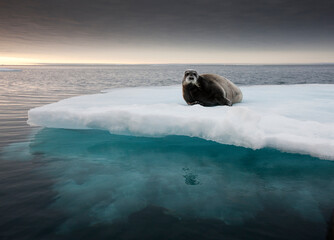 Wall Mural - bearded seal, svalbard, norway