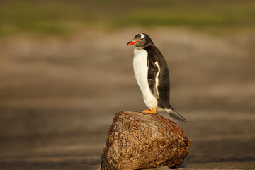 Wall Mural - close up of a gentoo penguin standing on a rock