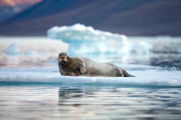 Wall Mural - bearded seal, svalbard, norway
