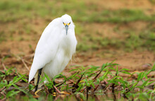 Close Up Of A Snowy Egret Standing On A River Bank
