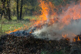 Fototapeta Kuchnia - burning dry fallen leaves in rural areas.