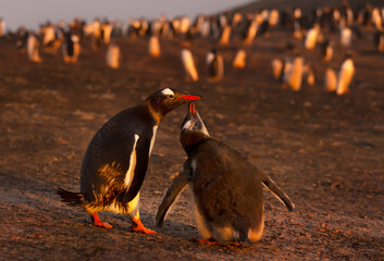 Wall Mural - gentoo penguin chick asking mother for food at sunset