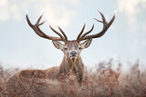 Fototapeta Zwierzęta - Close-up of a red deer stag on a misty autumn morning