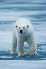 Wall Mural - polar bear, svalbard, norway