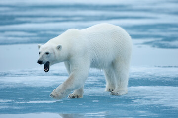 Wall Mural - polar bear, svalbard, norway