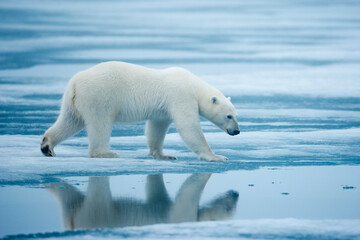 Wall Mural - polar bear, svalbard, norway