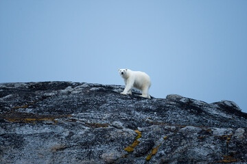 Wall Mural - Polar Bear, Svalbard, Norway