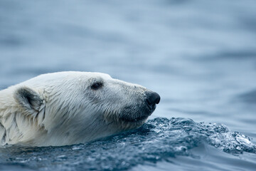 Wall Mural - polar bear, svalbard, norway