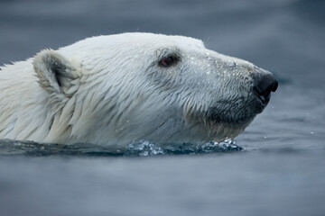 Wall Mural - Polar Bear, Svalbard, Norway