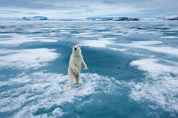 Wall Mural - Polar Bear, Svalbard, Norway