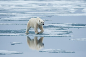 Wall Mural - polar bear, svalbard, norway