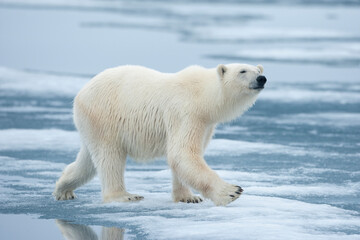 Wall Mural - Polar Bear, Svalbard, Norway