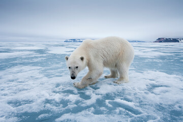 Wall Mural - polar bear, svalbard, norway