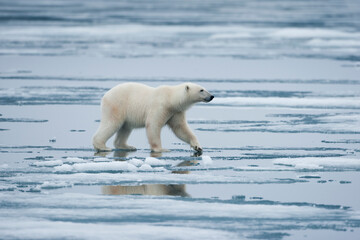 Wall Mural - polar bear, svalbard, norway