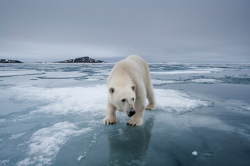 Wall Mural - polar bear, svalbard, norway