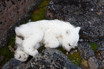 Wall Mural - dead polar bear cub, svalbard, norway