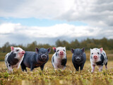 Fototapeta Zwierzęta - Lots of cute piglets on the walk. Funny animals, portrait