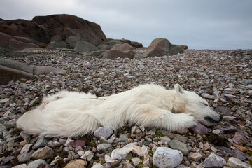 Wall Mural - Dead Polar Bear Cub, Svalbard, Norway