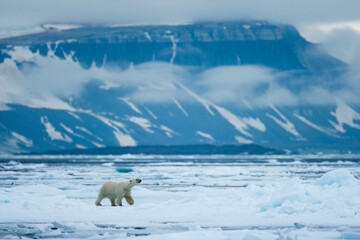 Wall Mural - polar bear, svalbard, norway