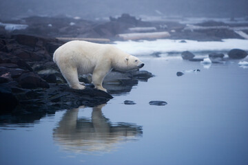 Wall Mural - polar bear, svalbard, norway