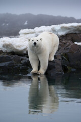 Wall Mural - polar bear, svalbard, norway