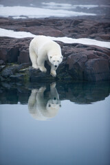 Wall Mural - polar bear, svalbard, norway