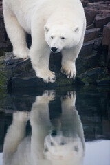 Wall Mural - polar bear, svalbard, norway