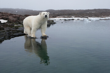 Wall Mural - Polar Bear, Svalbard, Norway