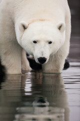 Wall Mural - Polar Bear, Svalbard, Norway