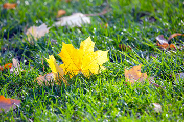 fallen yellow autumn tree leaf on green grass