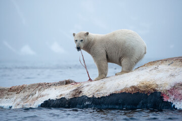 Wall Mural - polar bear and whale carcass, svalbard, norway