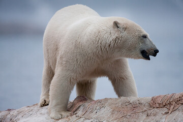 Wall Mural - Polar Bear and Whale Carcass, Svalbard, Norway