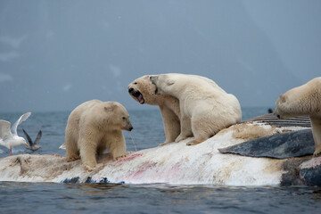 Wall Mural - polar bears fighting on whale carcass, svalbard, norway