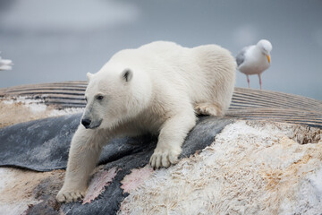 Wall Mural - Polar Bear Feeding on Fin Whale, Svalbard, Norway