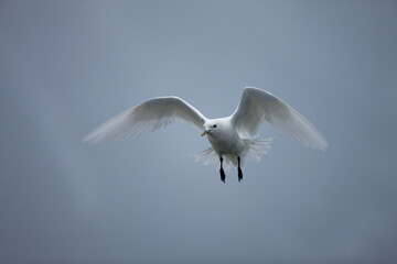 Wall Mural - Ivory Gull, Svalbard, Norway