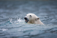 Polar Bear Swimming, Svalbard, Norway