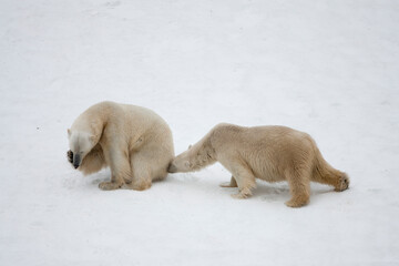 Wall Mural - Polar Bear, Svalbard, Norway