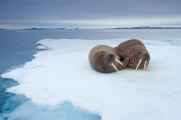 Wall Mural - Walrus, Svalbard