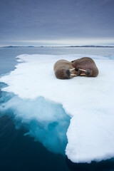 Wall Mural - walrus, svalbard