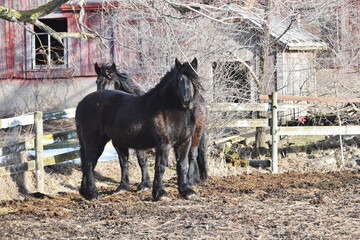 Poster - Two Black Horses