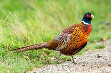 Pheasant (Scientific Name: Phasianus Colchicus) Colourful Male Ring-necked Or Common Pheasant In Natural Field Margin Habitat.  Facing Right. Horizontal, Space For Copy