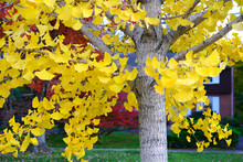 Yellow Fan-shaped Leaves Of The Ginkgo Biloba Tree In Autumn
