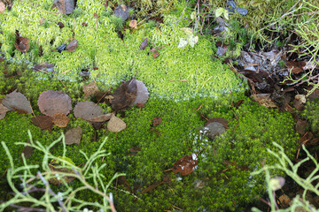 Wall Mural - Moss, close-up, natural background in the forest, scandinavian nature