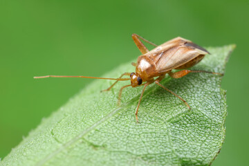 Wall Mural - Stink bug on green leaves, North China