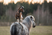 Little Goat Stands On The Back Of A Pony. Friendship Of Pony And Goat. Funny Animals.