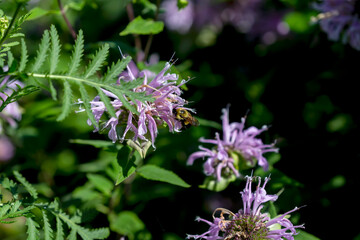 Canvas Print - The bumble-bee in botanical garden